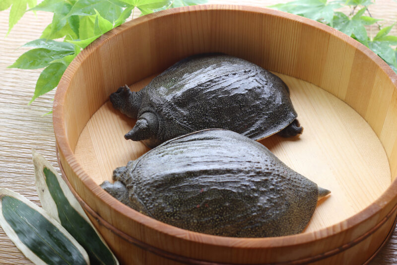 すっぽんの基本情報